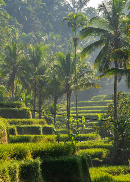 istock A rice terrace in Bali 1491639505