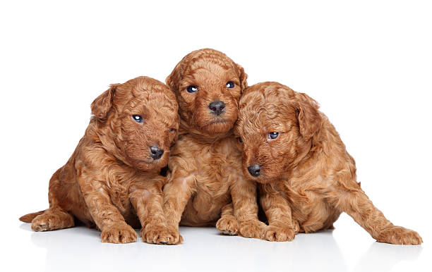 istock Toy poodle puppies (20 days) on a white background 149163952
