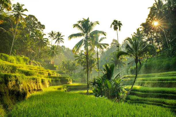 istock A rice terrace in Bali 1491639525