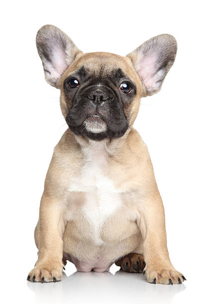 istock French bulldog puppy on a white background 149163997