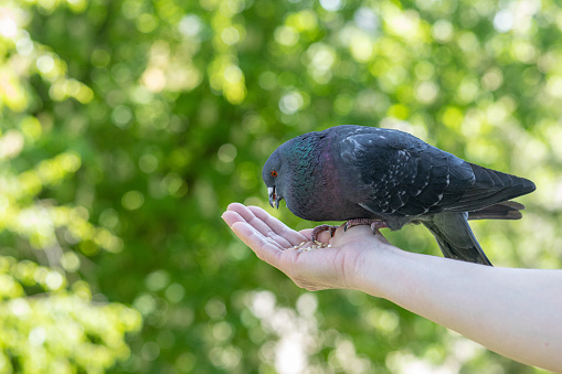 From the palm feeding a pigeon on a blurred background.