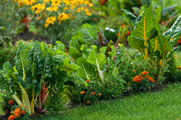 schöner garten mit grünen gemüse und hellen blumen - gemüsegarten stock-fotos und bilder