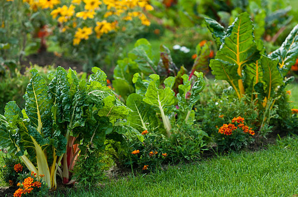 Beautiful garden with leafy vegetables and bright colored flowers A closeup of a healthy lawn garden planted with Swiss chards, bright orange and yellow flowers.  vegetable garden stock pictures, royalty-free photos & images