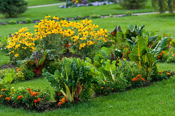A healthy lawn garden planted with Swiss chards, bright orange and yellow flowers. 