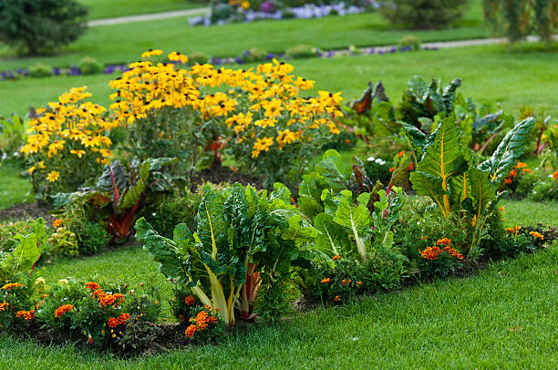 Beautiful garden with leafy vegetables and bright colored flowers stock photo