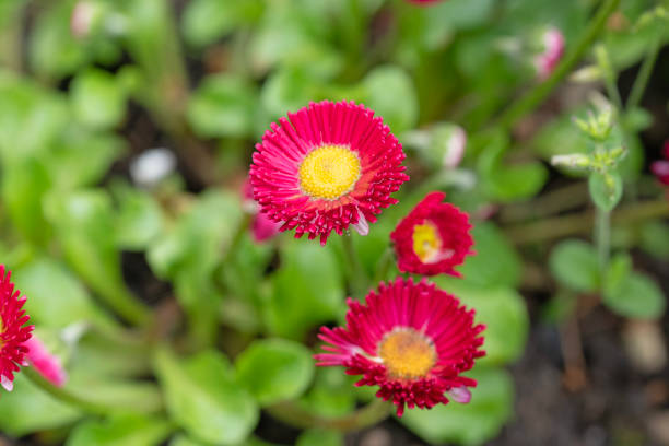istock Common daisy flower, Bellis perennis 1491641494