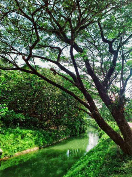 istock The green park by the river 1491644631
