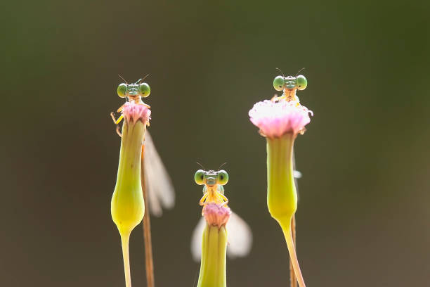 istock The Other Species of Dragonfly 1491648183