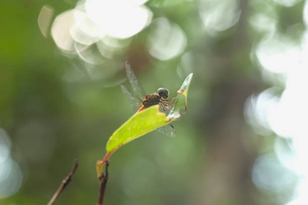 Dragonfly and unique Plants are found on the banks of small rivers flowing behind my house, sometimes when the dragonflies perch appear to be ordinary, but when immortalized will look the real beauty. Beautiful, elegant and extraordinary