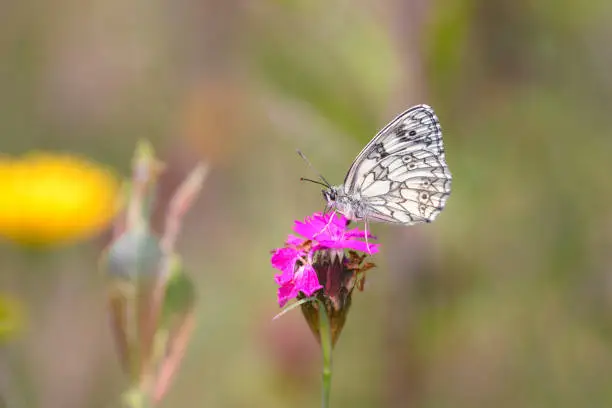 The marbled white - Melanargia galathea sucks with its trunk nectar from a Carthusian pink blossom - Dianthus carthusianorum
