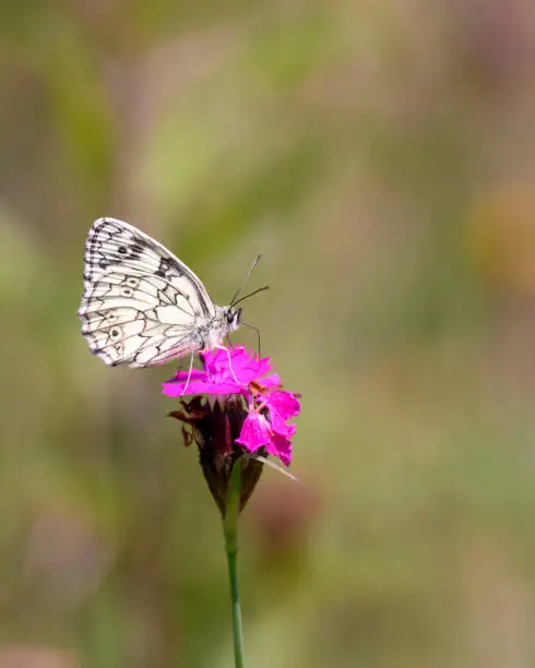 The marbled white - Melanargia galathea sucks with its trunk nectar from a Carthusian pink blossom - Dianthus carthusianorum