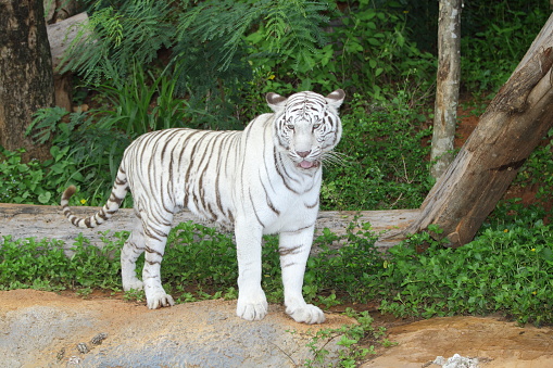 Close up white tiger is sit down and rest on floor