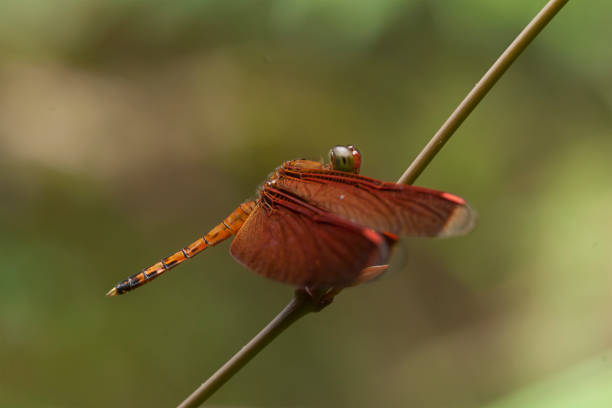 istock The Other Species of Dragonfly 1491649297