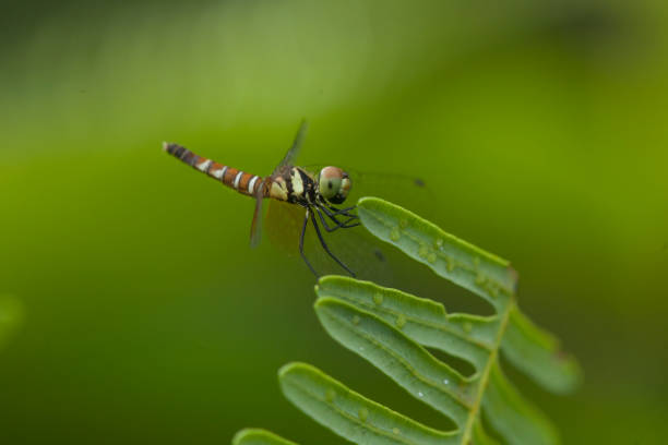 istock The Other Species of Dragonfly 1491649319