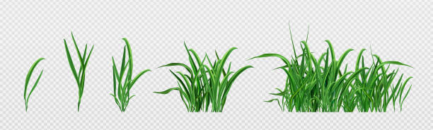 Realistic set of green grass sprouts Realistic set of green grass sprouts isolated on transparent background. Vector illustration of lawn plant, landscape design element, garden decoration, football pitch surface, fresh meadow herb plant png stock illustrations