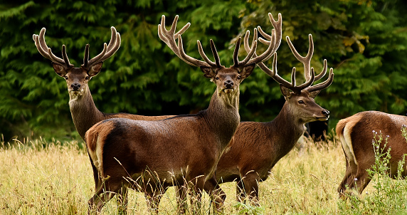 The famous Red deer Stag in Killarney, National Park in County Kerry, Ireland.