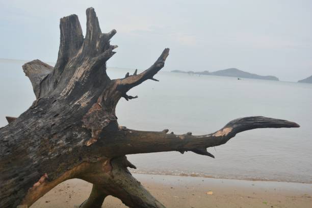 istock View of dead tree on the white sand beach 1491649366