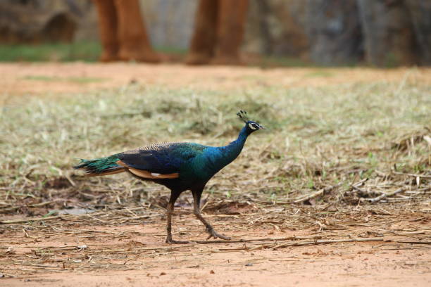istock Peacock walking on the ground 1491649560