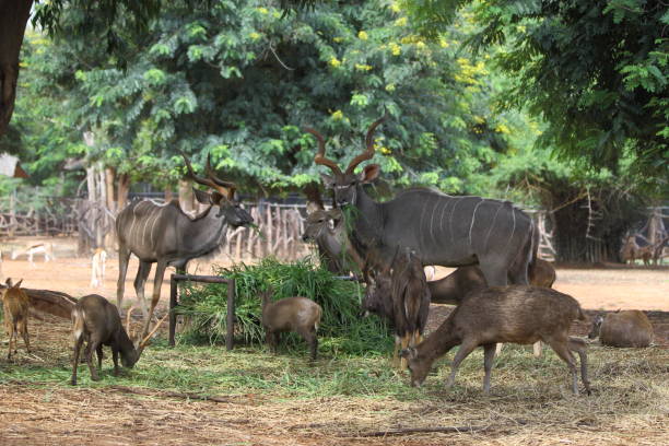 istock Kudu antelope in the wild 1491649589
