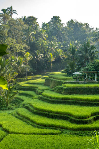 istock A rice terrace in Bali 1491649630
