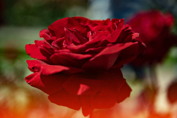 istock Reddish rose in La Rosaleda in Madrid 1491649987