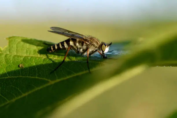 A gray-colored predatory fly ktyr preys on insects sitting on a leaf of a plant.