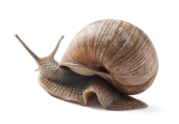 istock Helix in movie 149165134