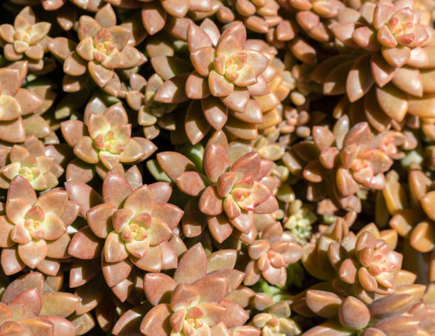 istock Graptopetalum succulent plant closeup view 1491651496