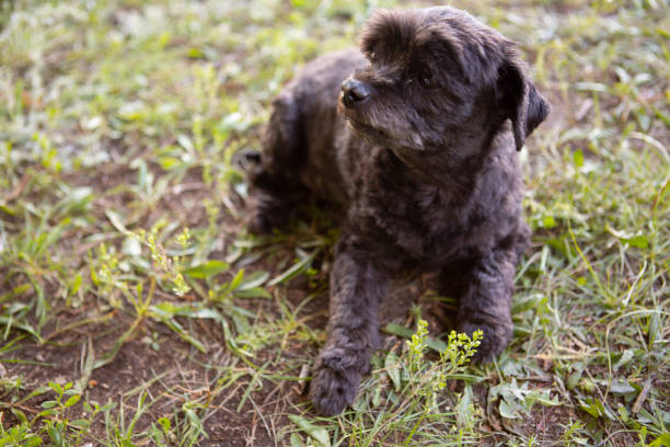 istock Dog laying on weeds ground 1491651809