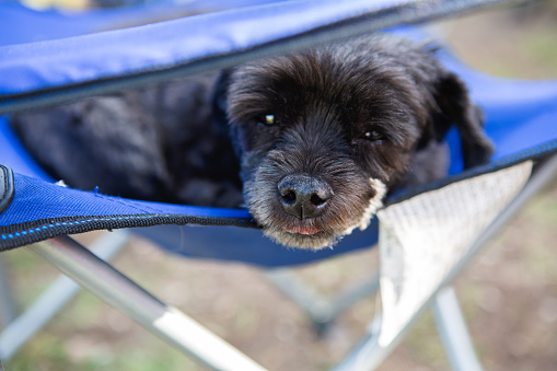 Small black senior dog relaxing on blue camping chair
