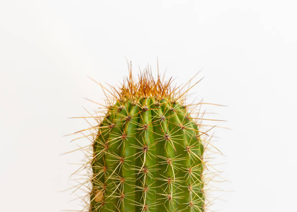 Echinopsis spachiana torch cactus or golden column cactus closeup view on isolated white background