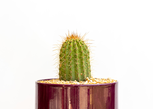 Echinopsis spachiana golden column cactus in a pot on isolated white background