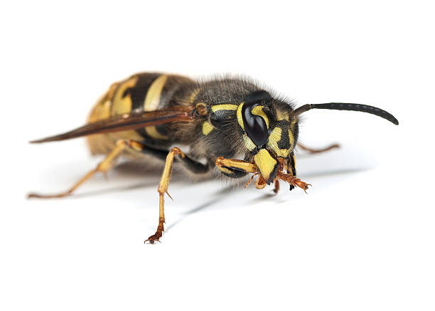 istock Wasp - Vespula vulgaris Queen 149165340