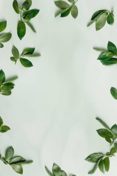 istock Minimal spring frame from tree branches with young green leaves.  Botanical seasonal styling background with copy space, nature aesthetic fon. New twigs of tree, monochrome colored, vertical 1491654056
