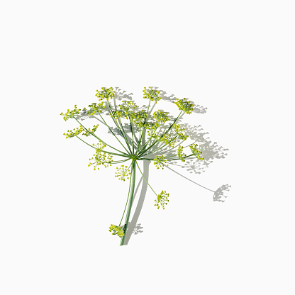 Nature umbrella flower of herb plant Dill isolated on white. Creative natural design card, flowering fresh dill, spicy herb fennel. Natural environment background, top view, hard light and sun shadow