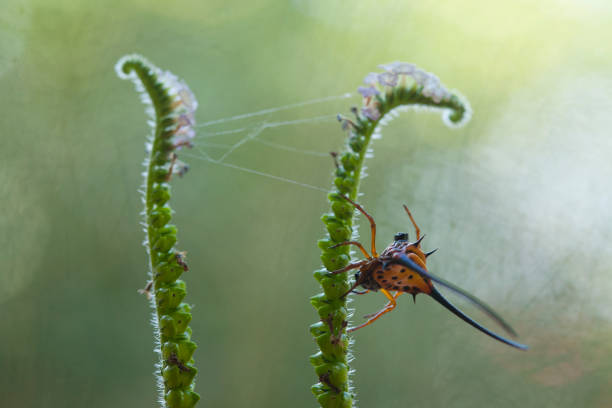 Long-horned orb-weaver spider lives predominantly in primary forest. As members of the orb-weaver family of spiders, these amazing creatures build the typical circular web of their cousins across pathways so you can walk into them in the dark. The purpose of the disproportionately long body horns however remains a mystery.