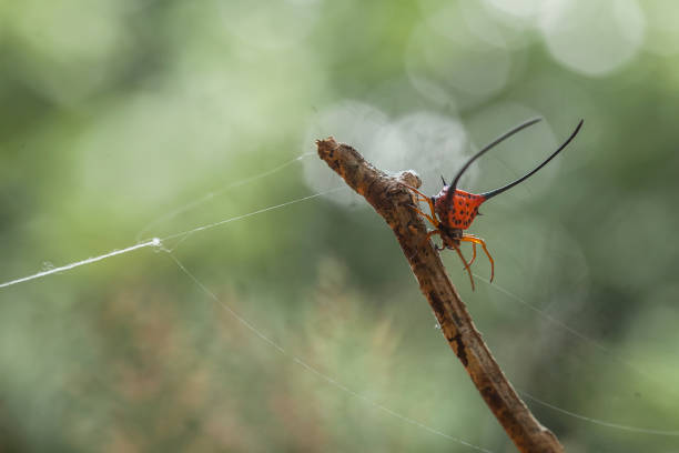 istock Long Horned Spider, Rare Spider from Borneo Forest 1491658374
