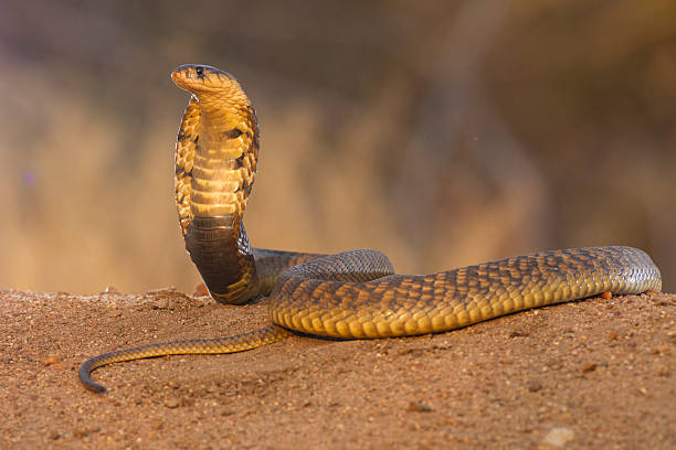 snouted cobra, naja annulifera - snouted - fotografias e filmes do acervo