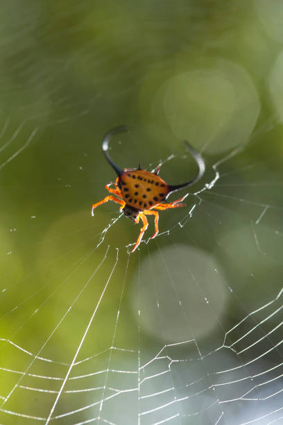 istock Long Horned Spider, Rare Spider from Borneo Forest 1491659364