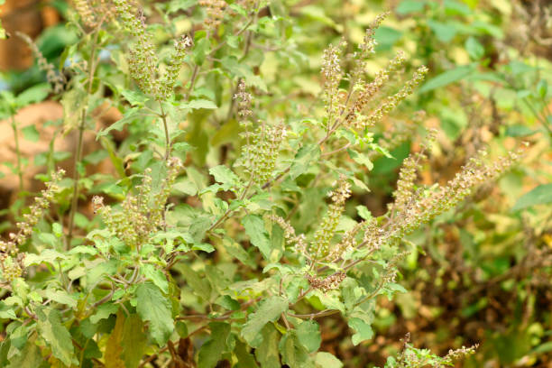 istock Indian holy basil in the garden 1491660711