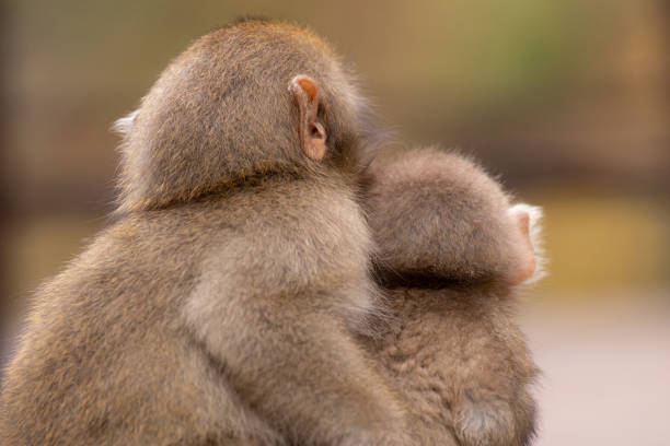 Two baby monkeys snuggling up