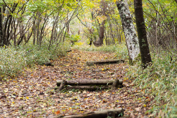 istock Let's walk in the autumn forest 1491661117
