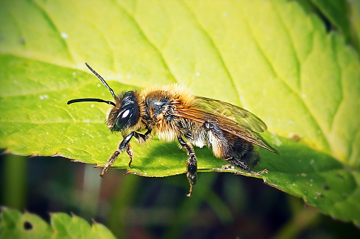 Details of dorsal thorax and head, including ocelli, of a wild native bee covered in pollen inside an orange cactus flower.