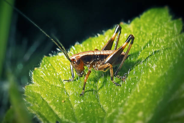 istock Pholidoptera griseoaptera Dark Bush-Cricket Nymph Insect 1491661344