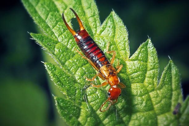 Apterygida media Short-Winged Earwig Insect. Digitally Enhanced Photograph.