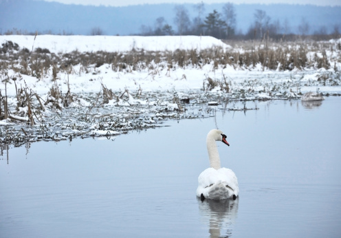 Mute swan (Cygnus olor) on the river in the cloudy winter day