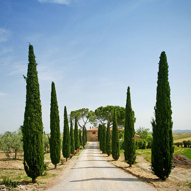 istock Cypress alley in Tuscany 149166188