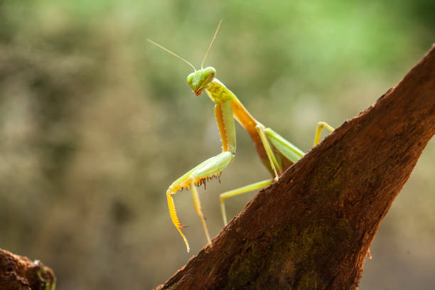 istock All About Spesies of Mantis Story 1491662090