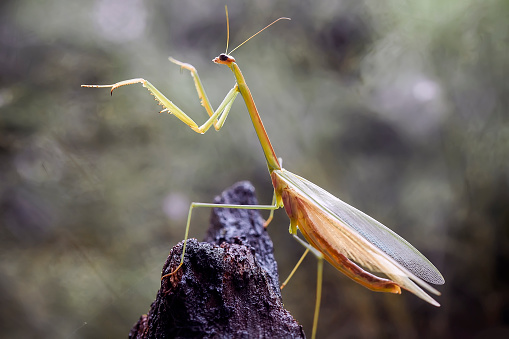 Mantis are Beautiful and unique animal, life behind leaves and eating little  insect