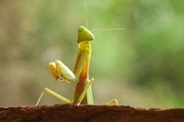 istock All About Spesies of Mantis Story 1491662225